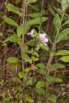 Fringed meadowbeauty